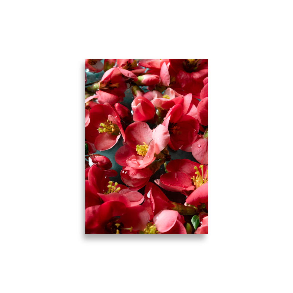 Japanese quince blooms - Poster