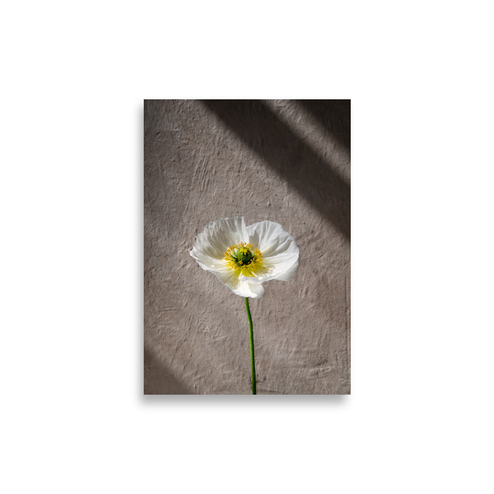 Poppy - Print