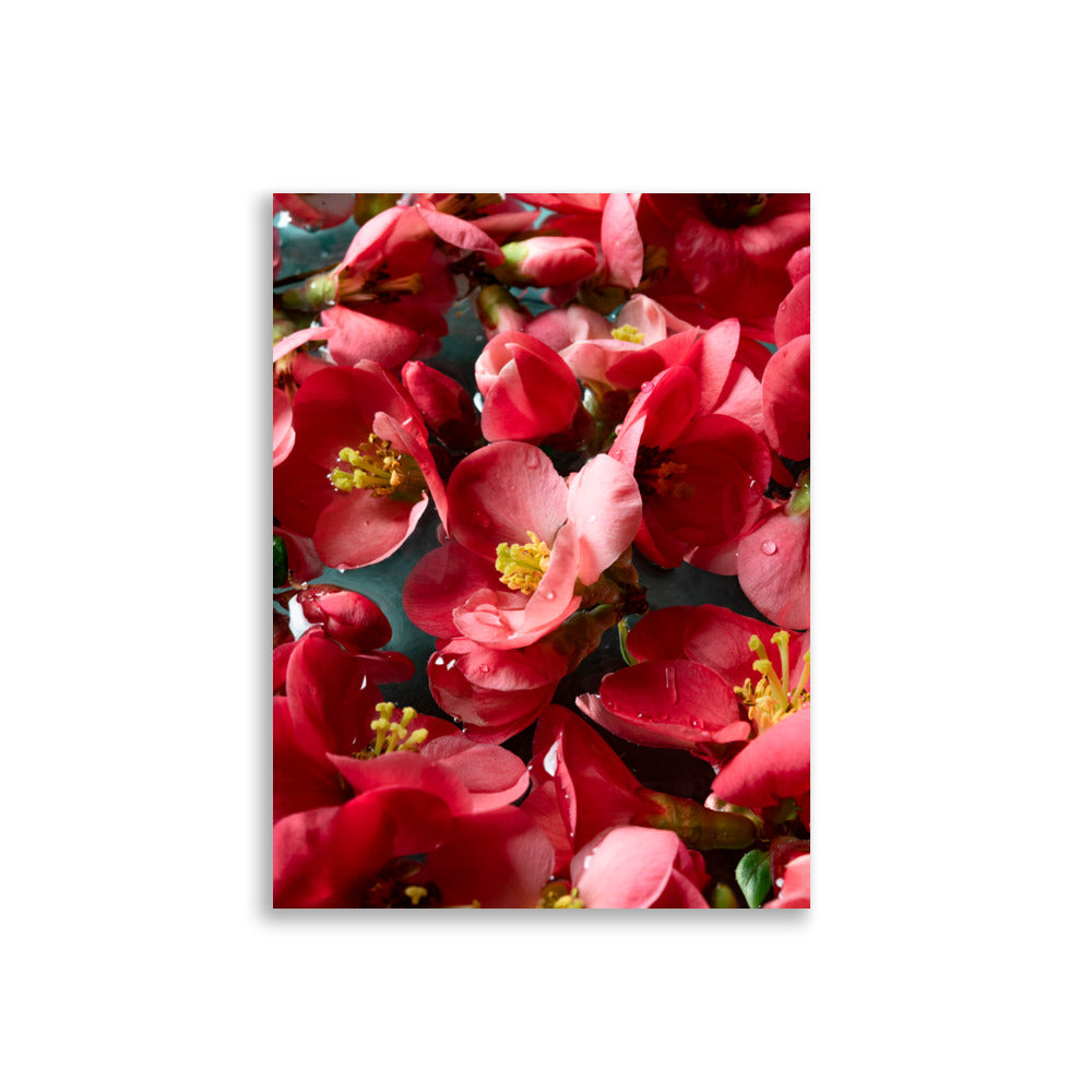 Japanese quince blooms - Poster