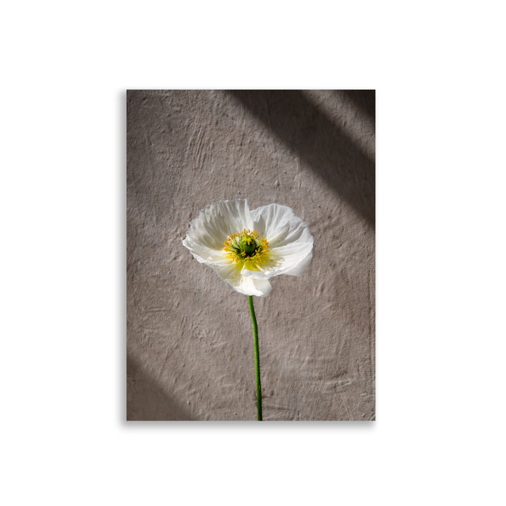 Poppy - Print