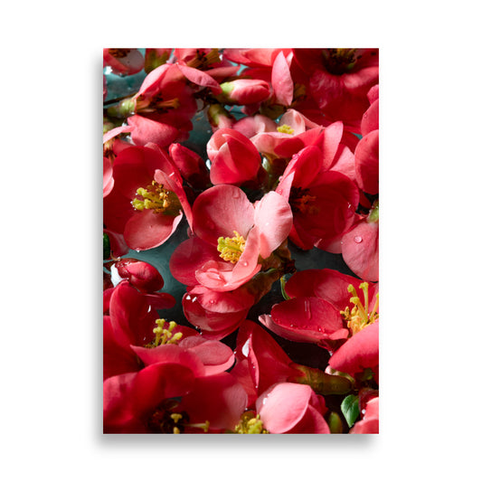 Japanese quince blooms - Poster